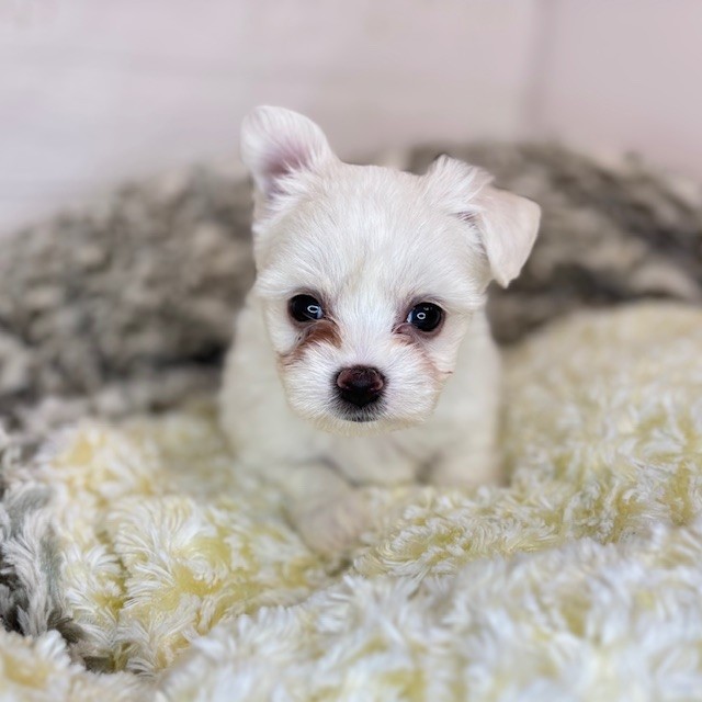 長野県のハーフ犬・ミックス犬 (犬の家＆猫の里長野店/2025年8月17日生まれ/男の子/クリーム)の子犬の1枚目の画像