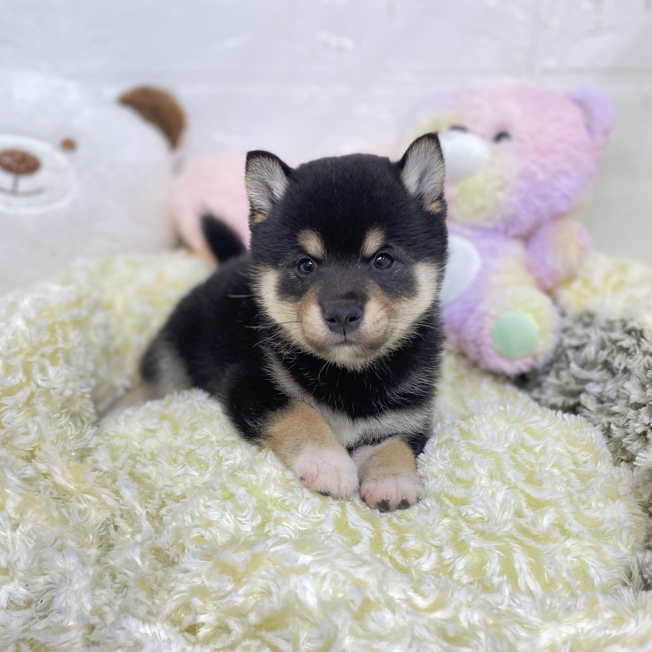 2025年8月19日生まれの柴犬(標準サイズ)の7枚目の写真