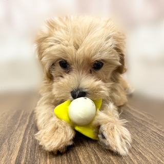 2025年8月19日生まれのマルプー(マルチーズ×プードル)の7枚目の写真