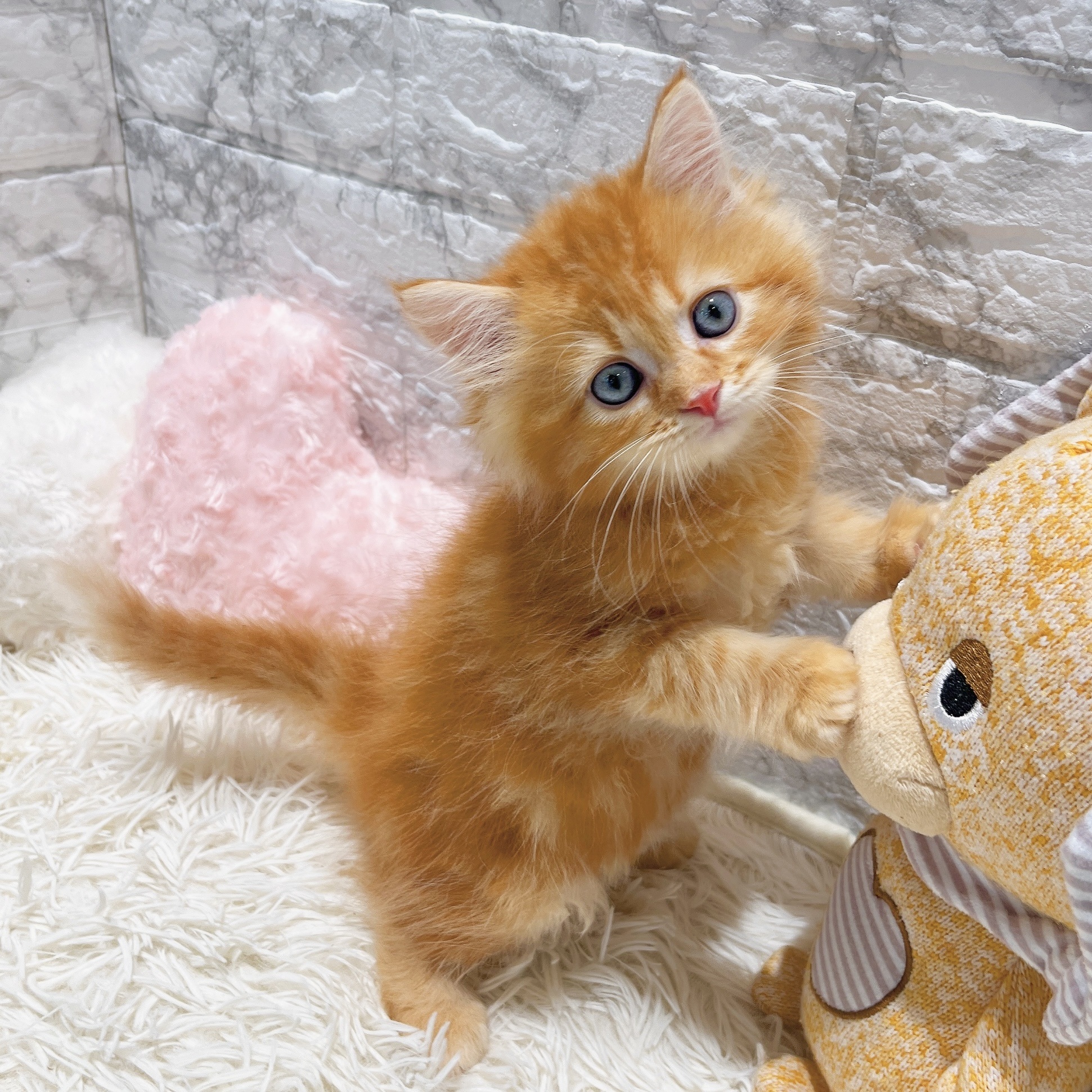 2025年8月17日生まれのサイベリアンの7枚目の写真