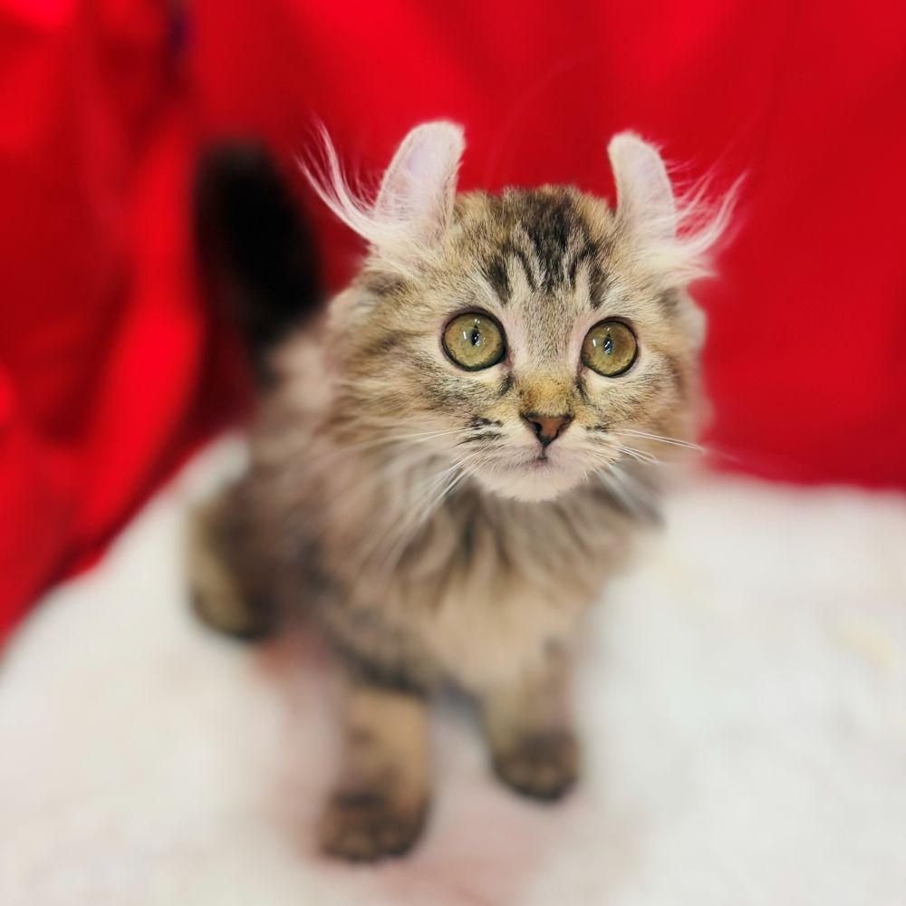 アメリカンカール女の子の写真