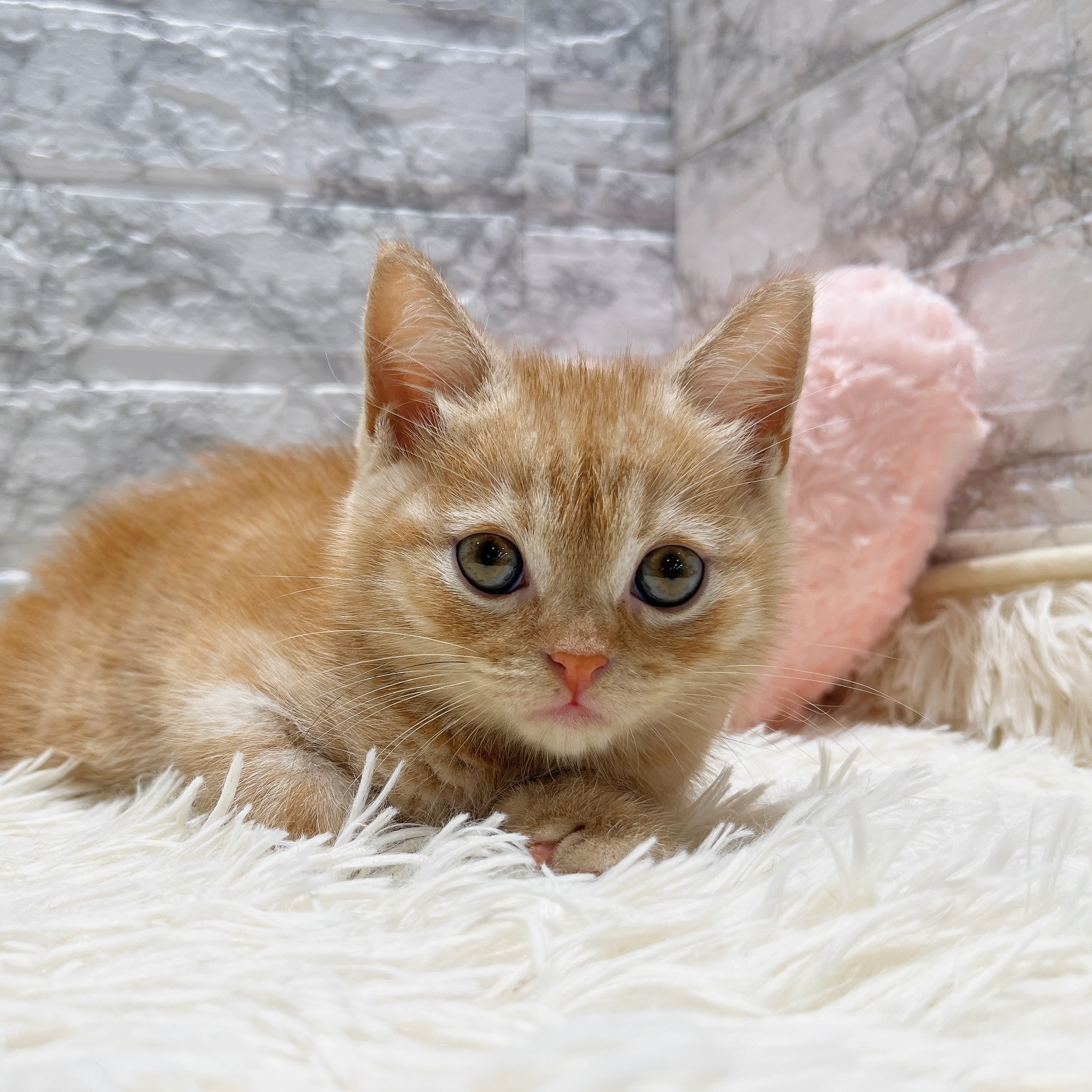 2025年8月20日生まれのスコティッシュストレートの7枚目の写真