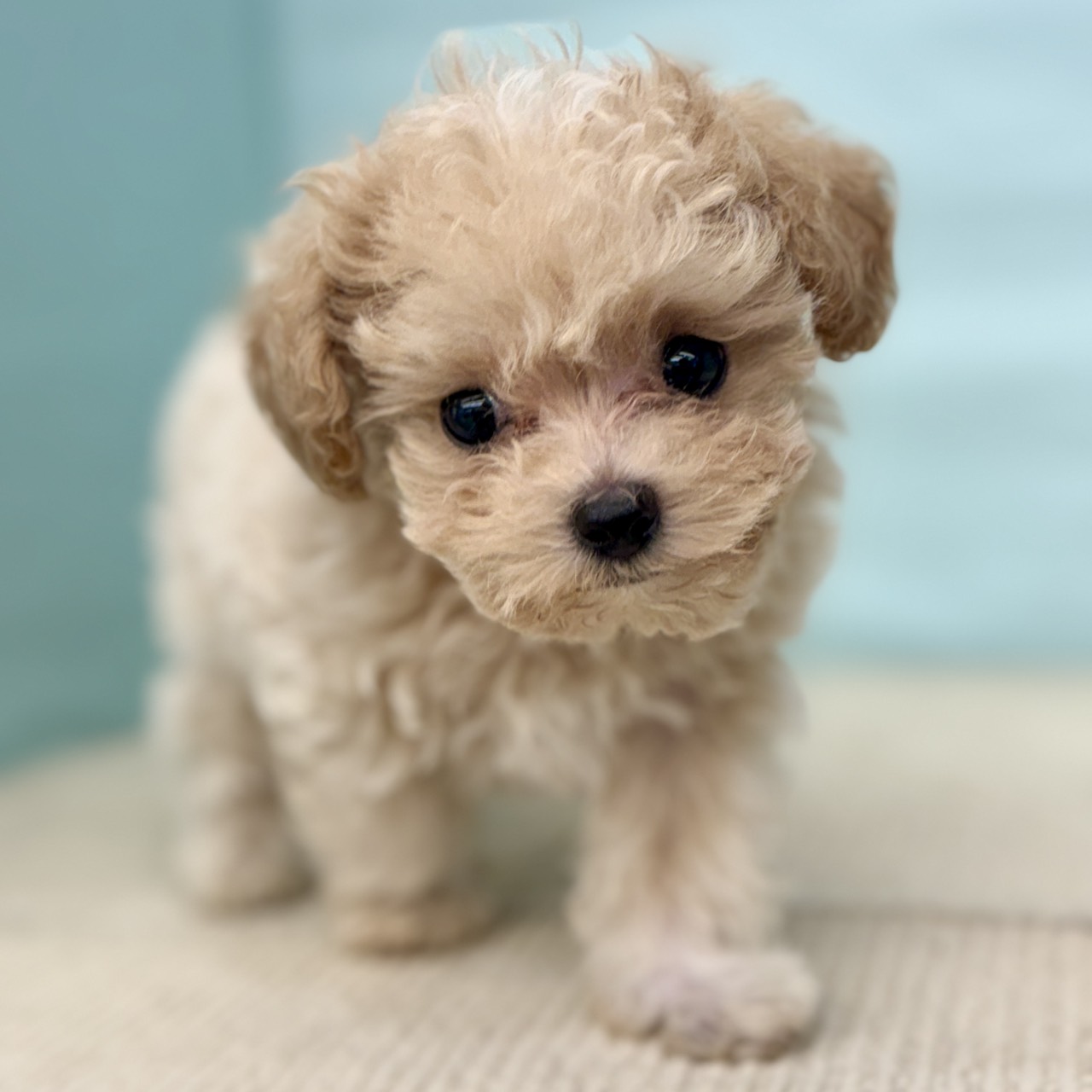 2025年8月24日生まれのマルプー(マルチーズ×プードル)の7枚目の写真