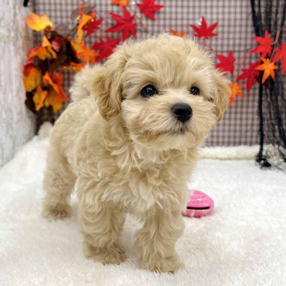 2025年8月24日生まれのマルプー(マルチーズ×プードル)の7枚目の写真