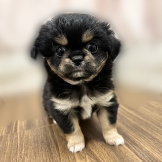 兵庫県のチワペキ/ペキチー/ペキチワ(チワワ×ペキニーズ) (犬の家＆猫の里カナート西神戸店/2025年8月20日生まれ/女の子/ブラックタン)の子犬の1枚目の画像