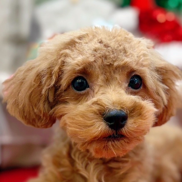 岡山県のトイプードル(トイ) (犬の家＆猫の里倉敷店/2025年8月21日生まれ/女の子/レッド)の子犬の1枚目の画像