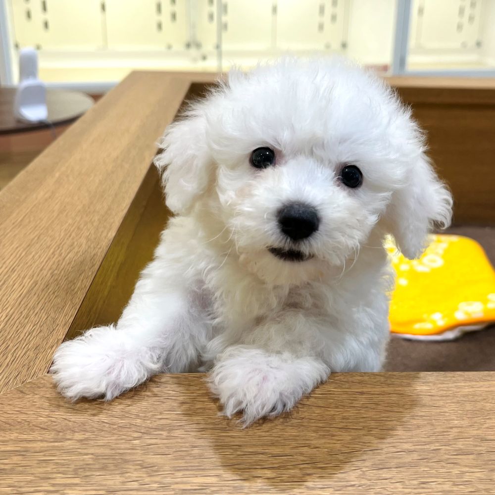 2025年8月24日生まれのビションプー(ビションフリーゼ×プードル)の7枚目の写真