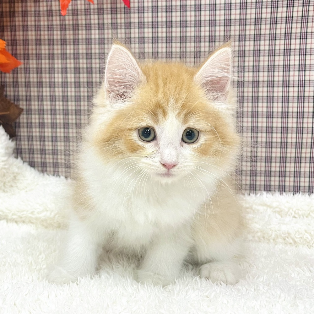 2025年8月20日生まれのノルウェージャンフォレストキャットの7枚目の写真