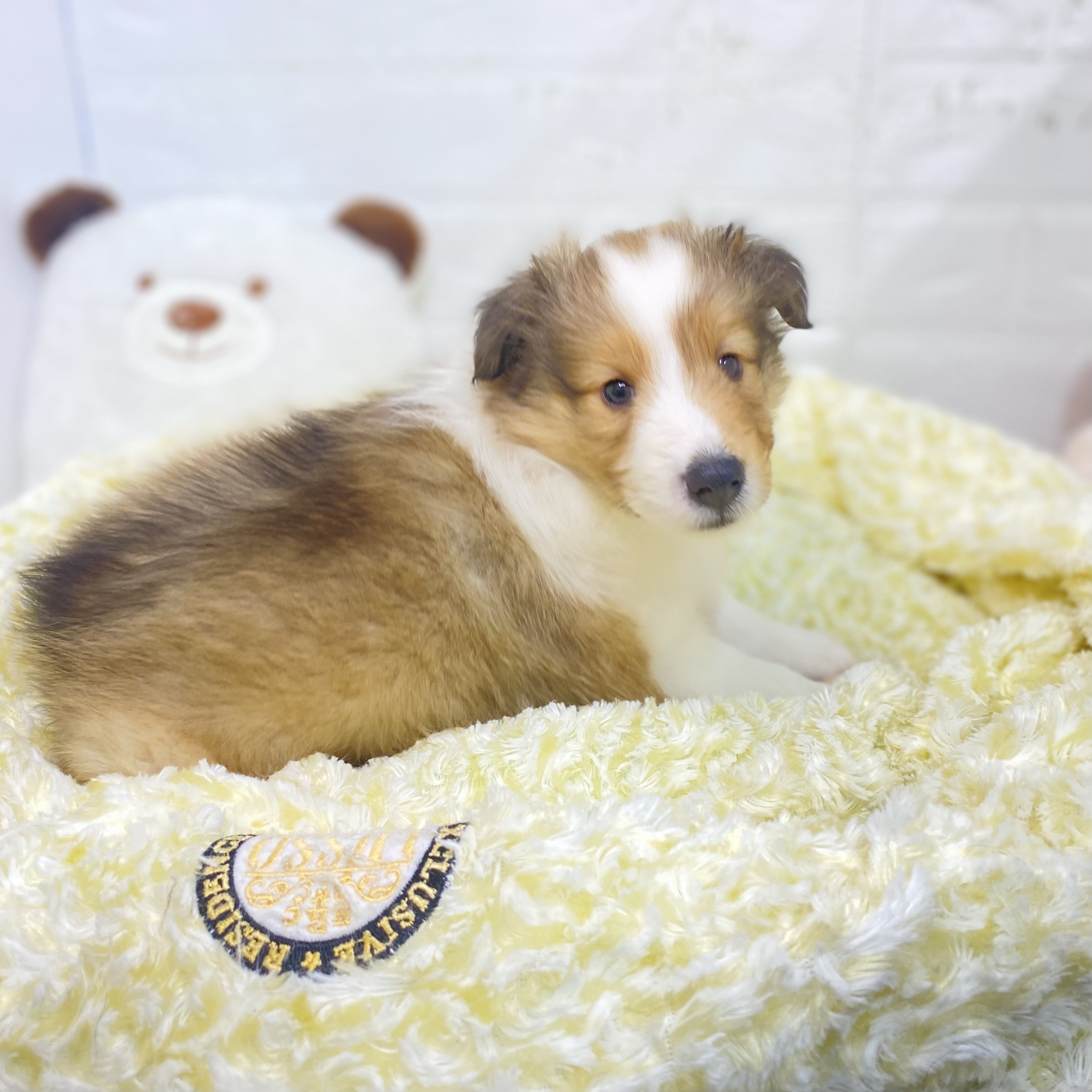 2025年8月25日生まれのシェットランドシープドッグの7枚目の写真