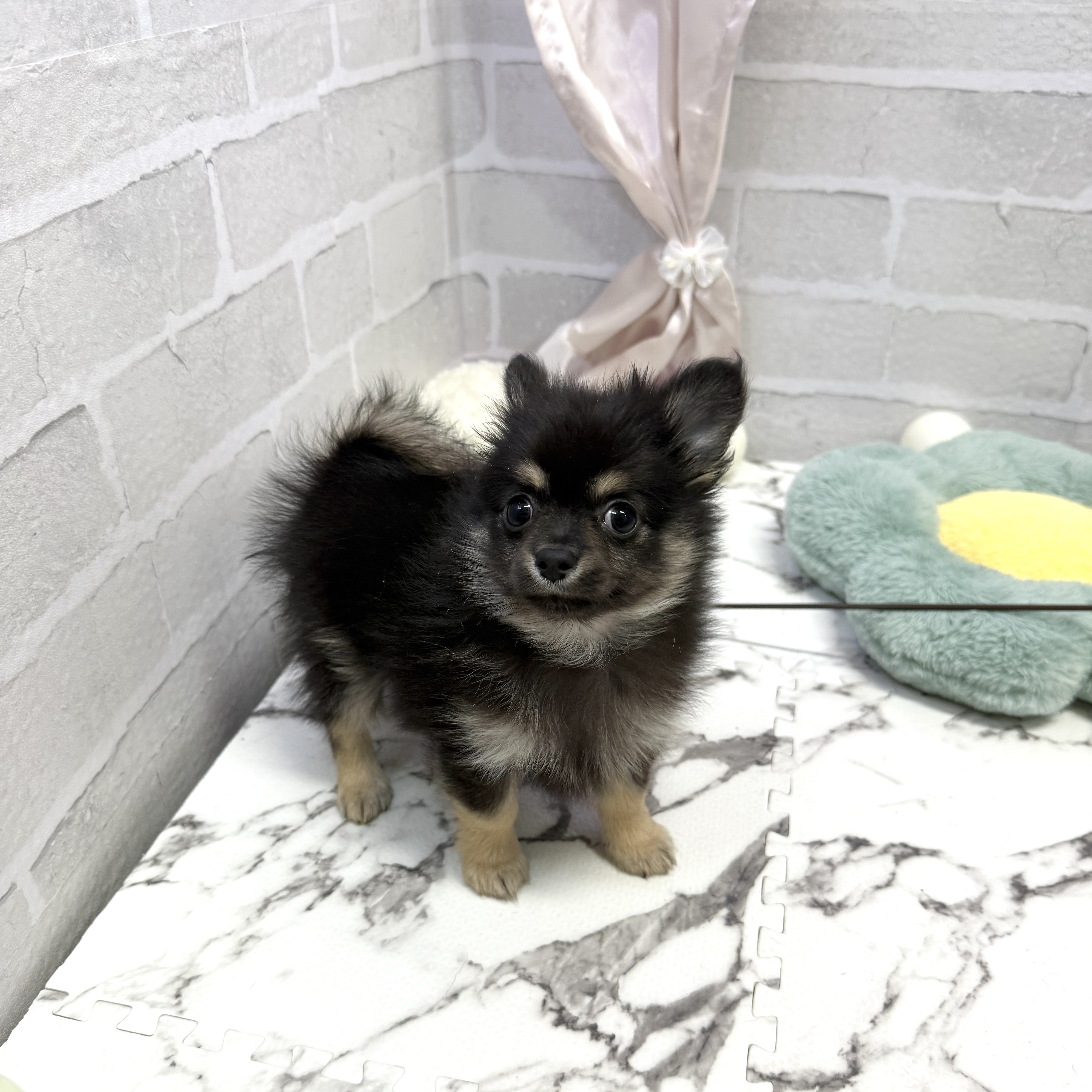 愛知県のポメチワ/チワポメ/ポメチー(ポメラニアン×チワワ) (犬の家＆猫の里岡崎店/2025年8月25日生まれ/男の子/ブラックタン)の子犬の1枚目の画像