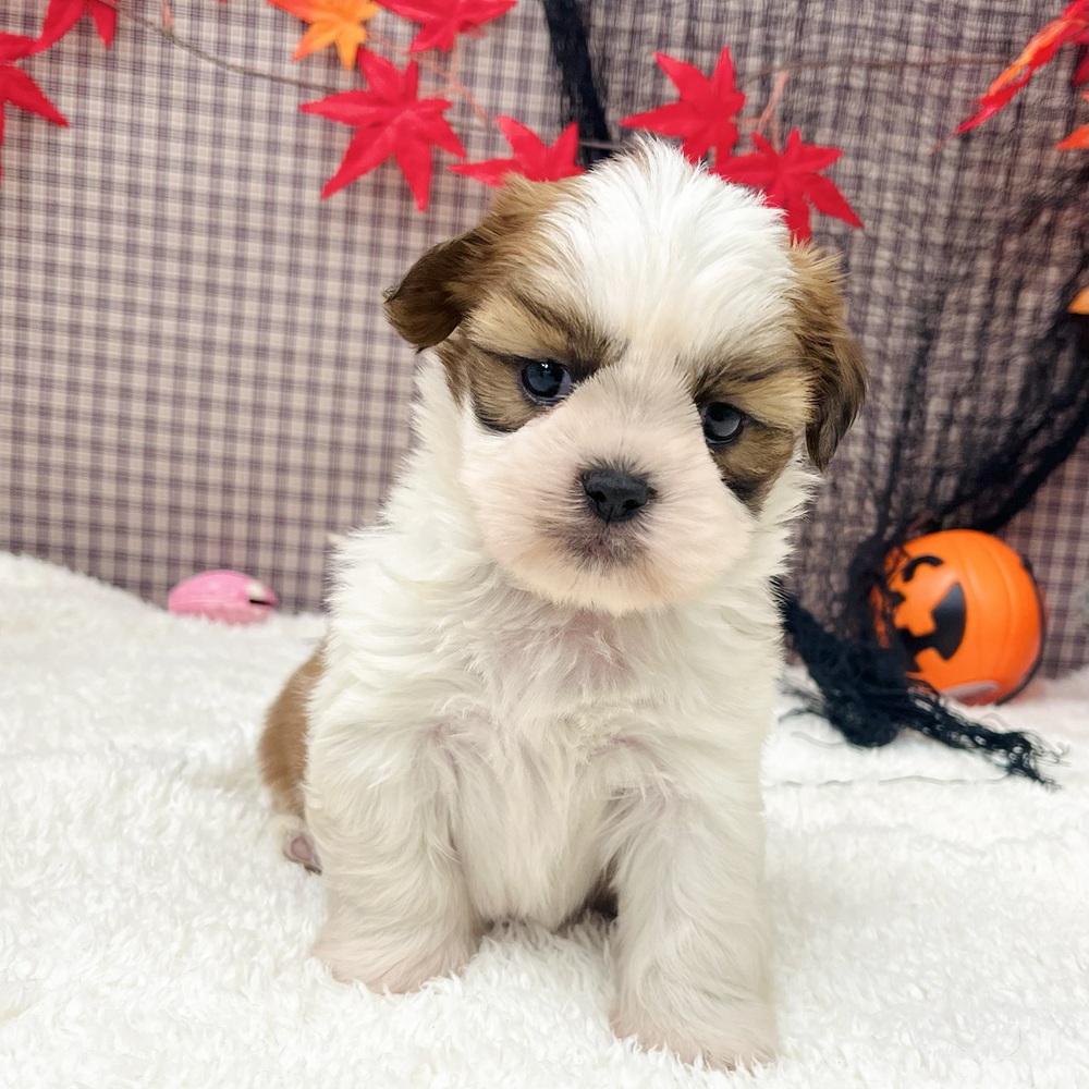 愛知県のシーズー (犬の家＆猫の里エアポートウォーク店/2025年8月25日生まれ/男の子/ゴールドホワイト)の子犬の1枚目の画像