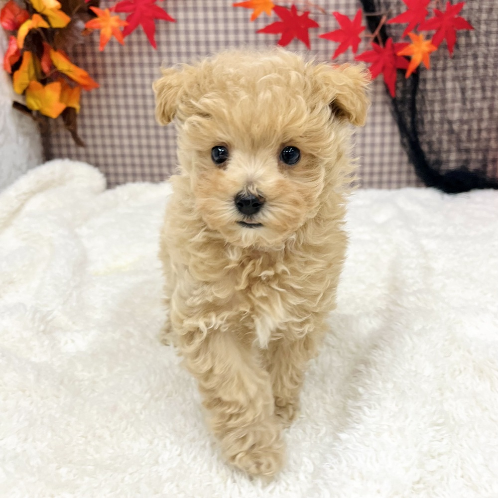 2025年8月22日生まれのマルプー(マルチーズ×プードル)の7枚目の写真