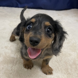 愛知県のカニンヘンダックスフンド(ロング) (犬の家＆猫の里一宮店/2025年8月23日生まれ/男の子/シルバーダップル)の子犬の1枚目の画像