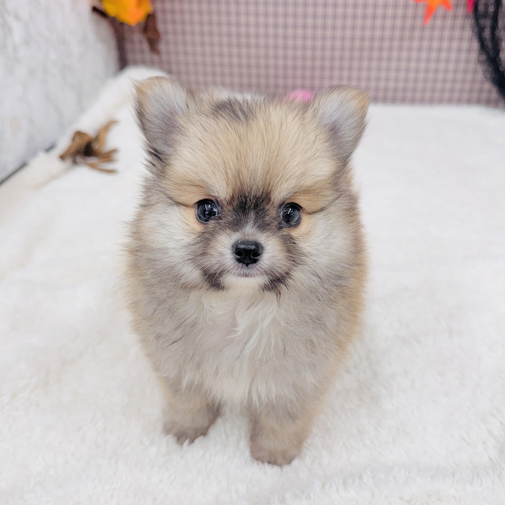 愛知県のポメチワ/チワポメ/ポメチー(ポメラニアン×チワワ) (犬の家＆猫の里エアポートウォーク店/2025年8月19日生まれ/男の子/フォーン)の子犬の1枚目の画像