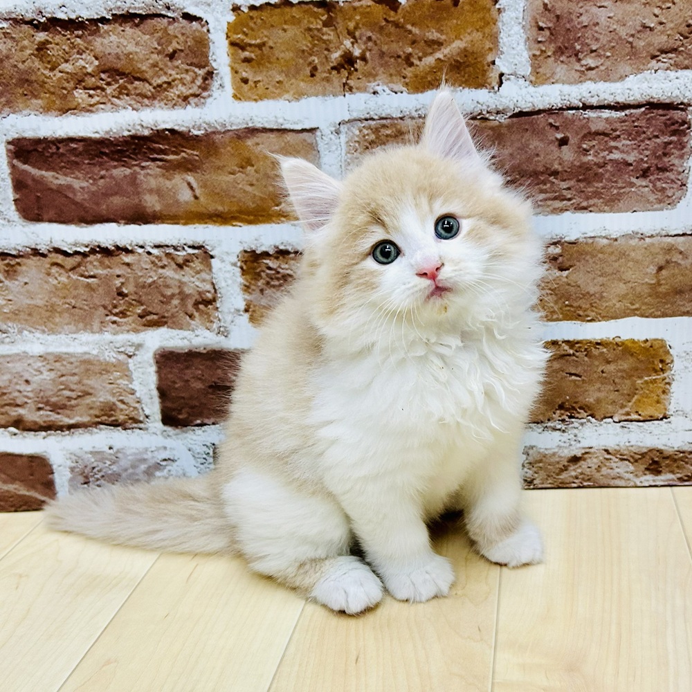 2025年8月27日生まれのノルウェージャンフォレストキャットの7枚目の写真