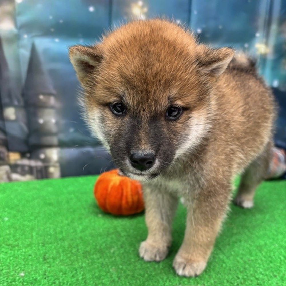 2025年8月25日生まれの柴犬(標準サイズ)の7枚目の写真