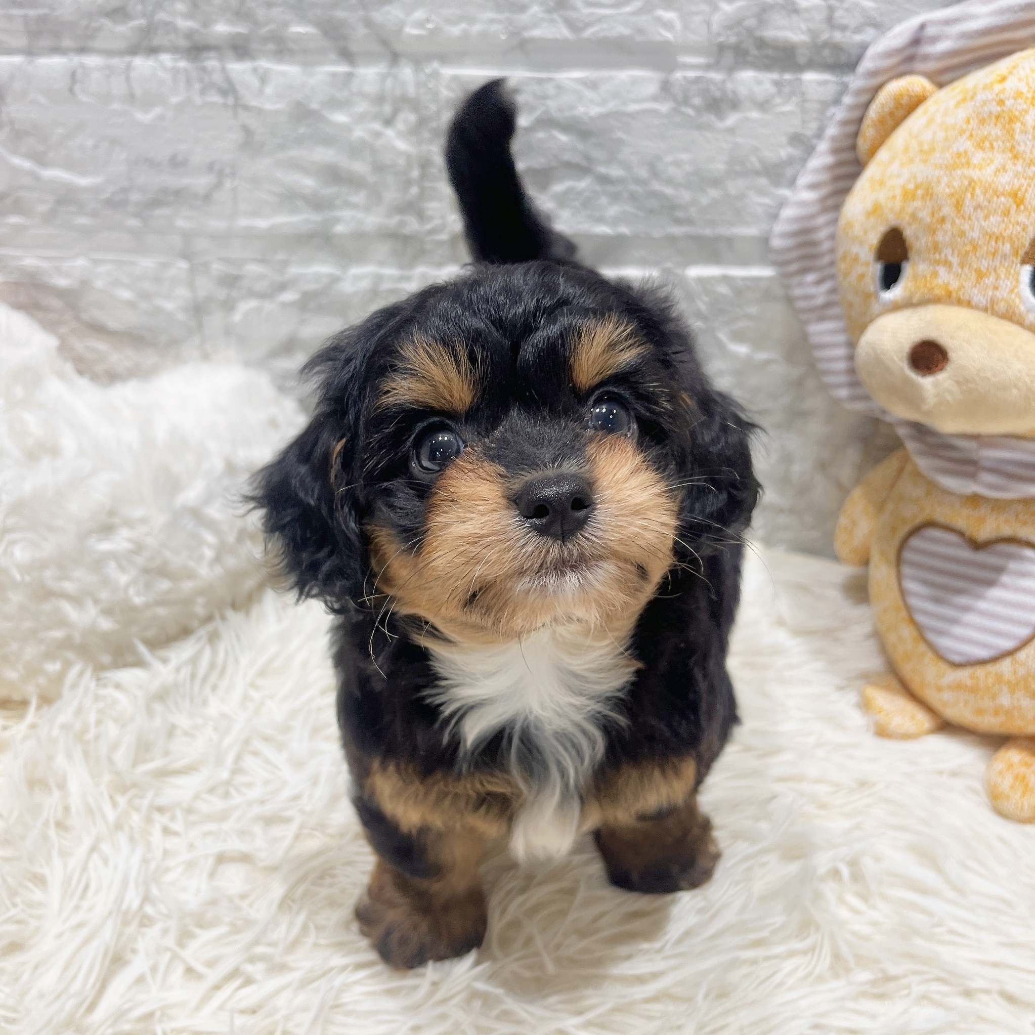 2025年8月27日生まれのチワプー/プーチー(チワワ×プードル)の7枚目の写真