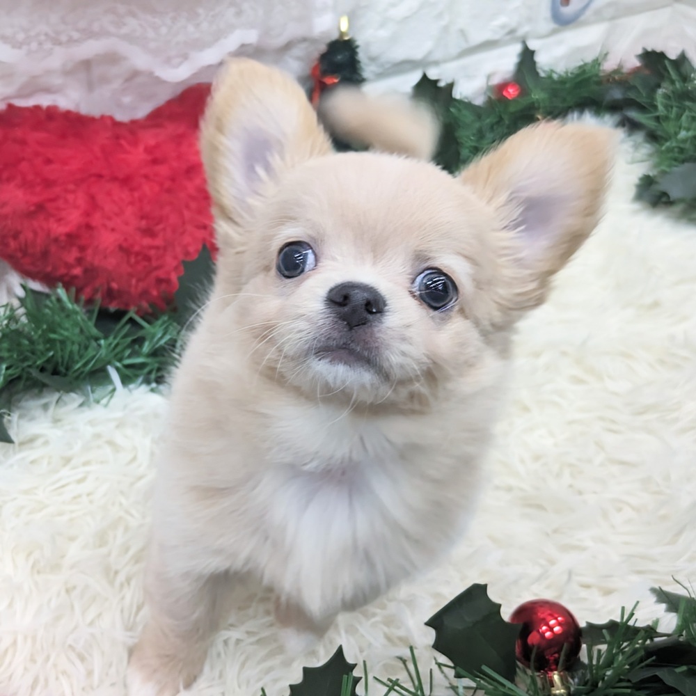 愛知県のチワワ(ロング) (犬の家＆猫の里MEGAドン・キホーテ東海名和店/2025年8月27日生まれ/男の子/クリーム)の子犬