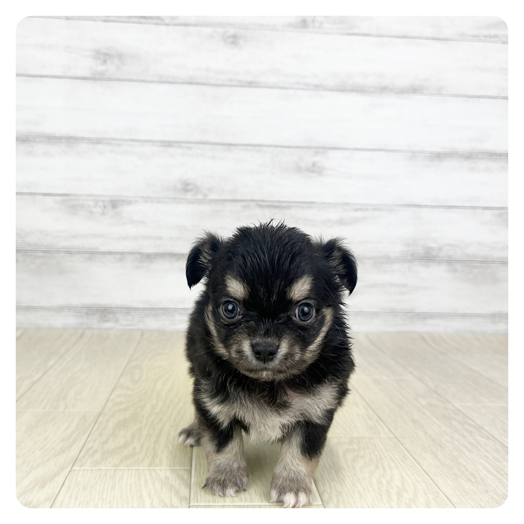 2025年8月27日生まれのチワワ(ロング)の7枚目の写真