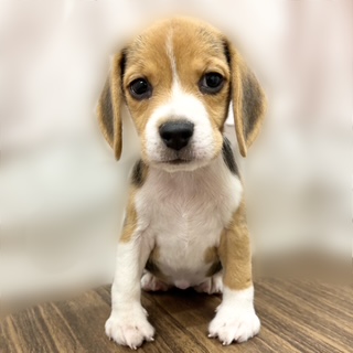 兵庫県のビーグル (犬の家&猫の里カナート西神戸店/2025年8月28日生まれ/女の子/ブラックタンホワイト)の子犬の1枚目の画像