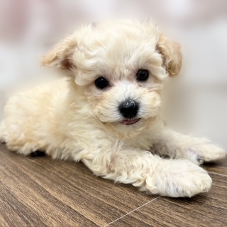 2025年8月28日生まれのビションプー(ビションフリーゼ×プードル)の7枚目の写真