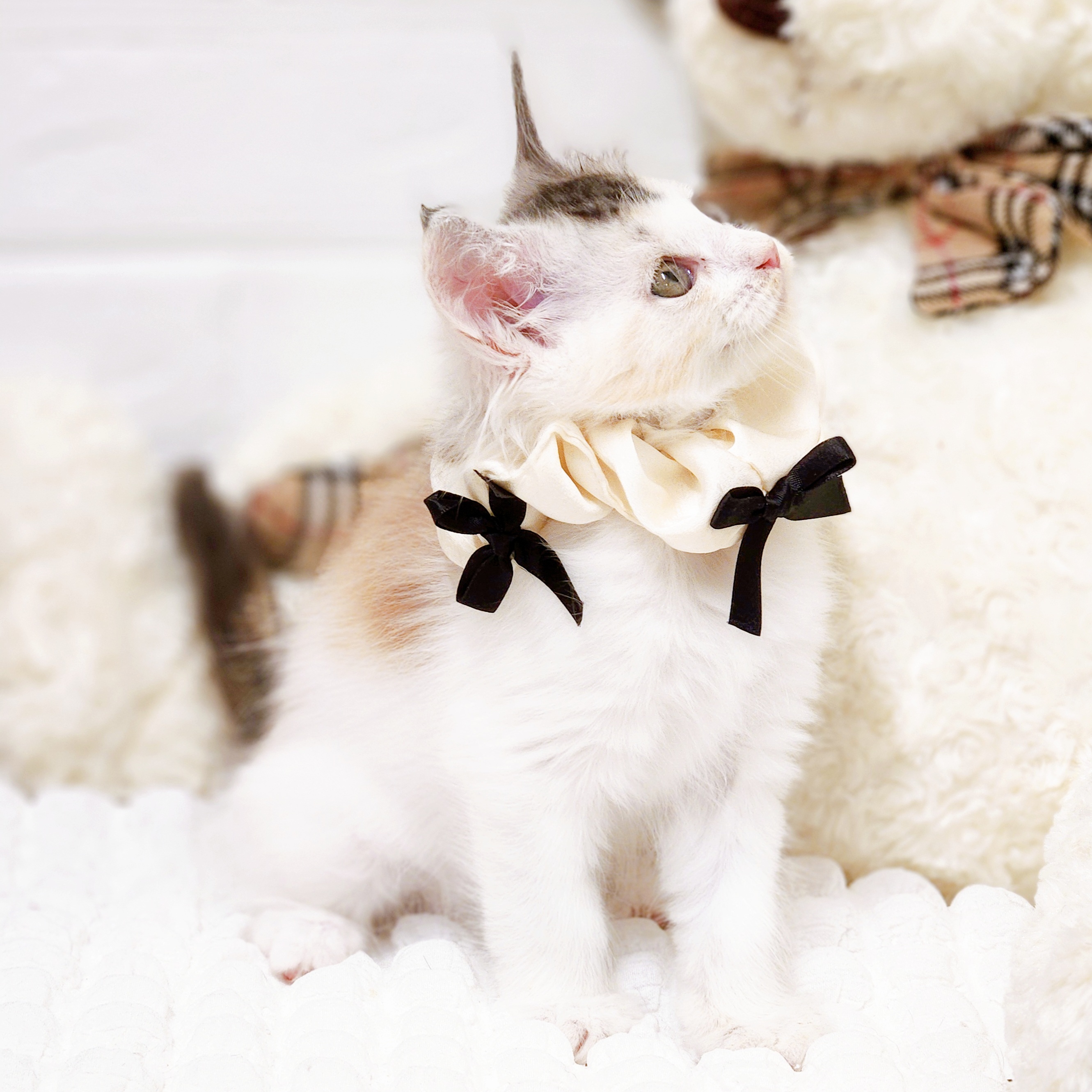 2025年8月28日生まれのメインクーンの7枚目の写真