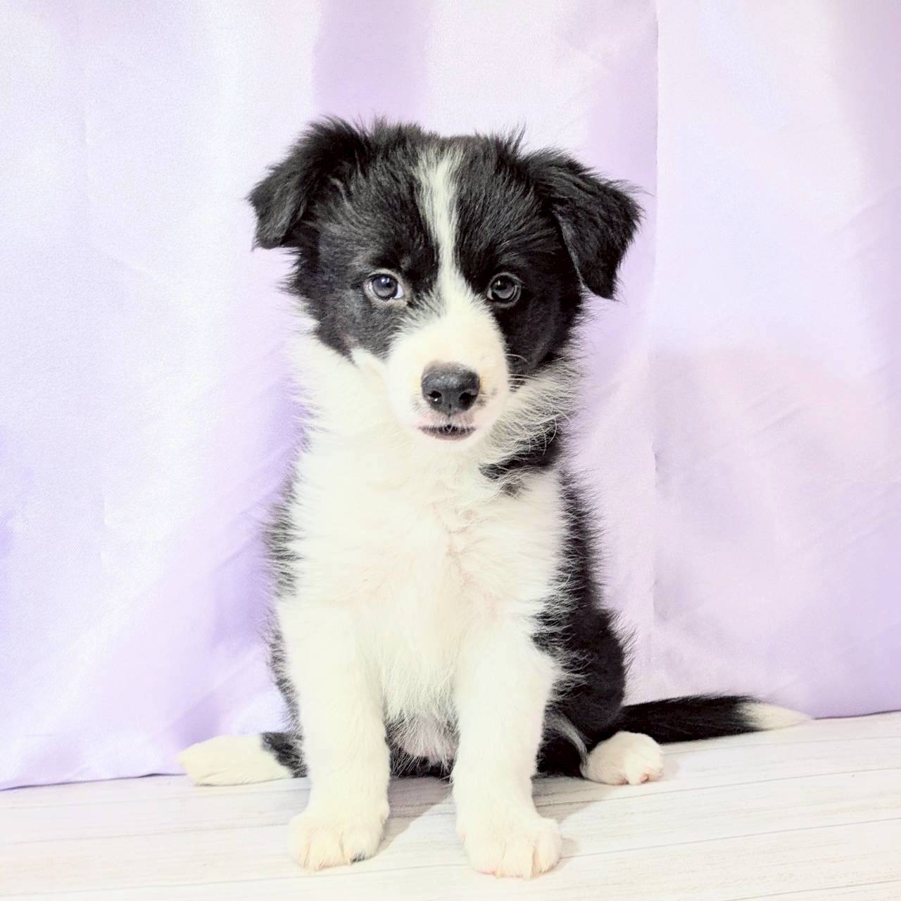 兵庫県のボーダーコリー (犬の家＆猫の里尼崎店/2025年8月29日生まれ/女の子/ブラックホワイト)の子犬の1枚目の画像