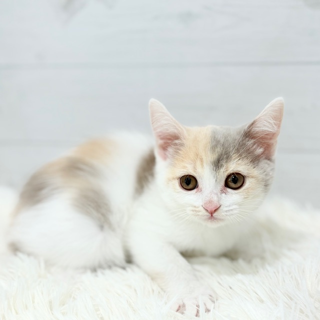 2025年8月29日生まれのスコティッシュストレートの7枚目の写真