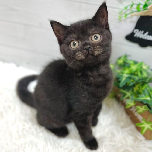愛知県のブリティッシュショートヘアー (犬の家＆猫の里豊田店/2025年8月29日生まれ/男の子/ブラック)の子猫の1枚目の画像
