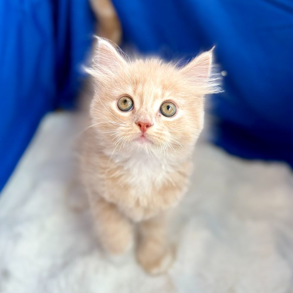 2025年8月27日生まれのサイベリアンの7枚目の写真