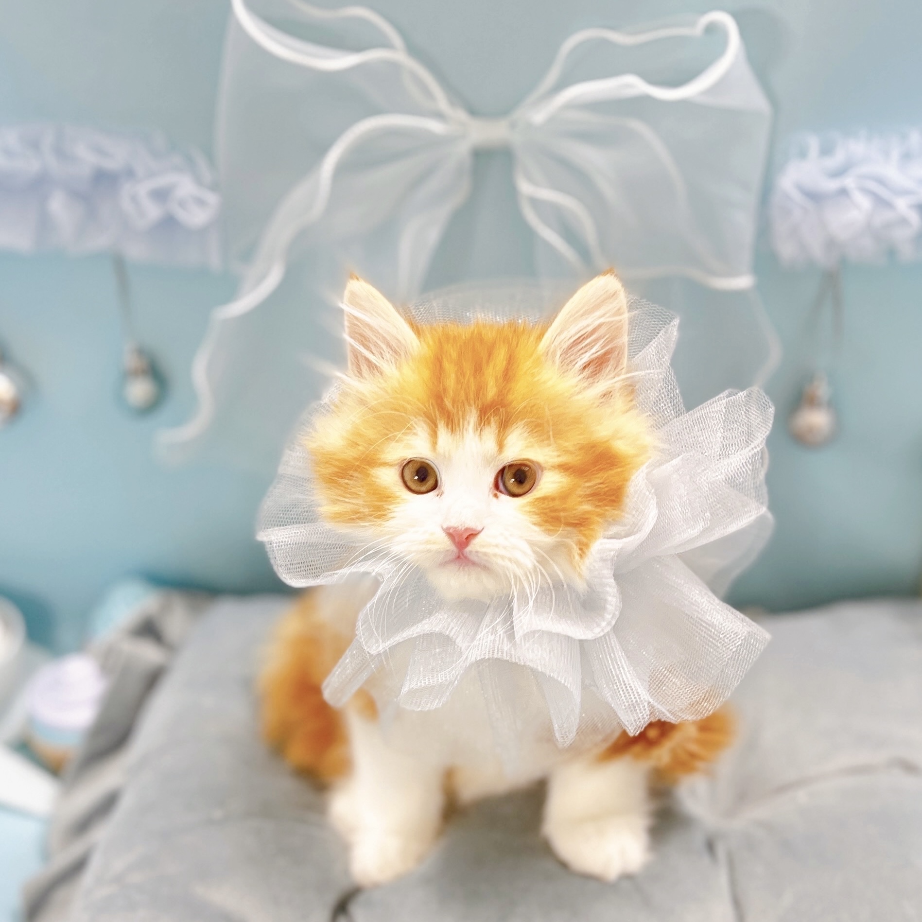 福井県のサイベリアン (犬の家＆猫の里アミーゴ福井大和田店/2025年8月28日生まれ/男の子/レッドタビーホワイト)の子猫の1枚目の画像