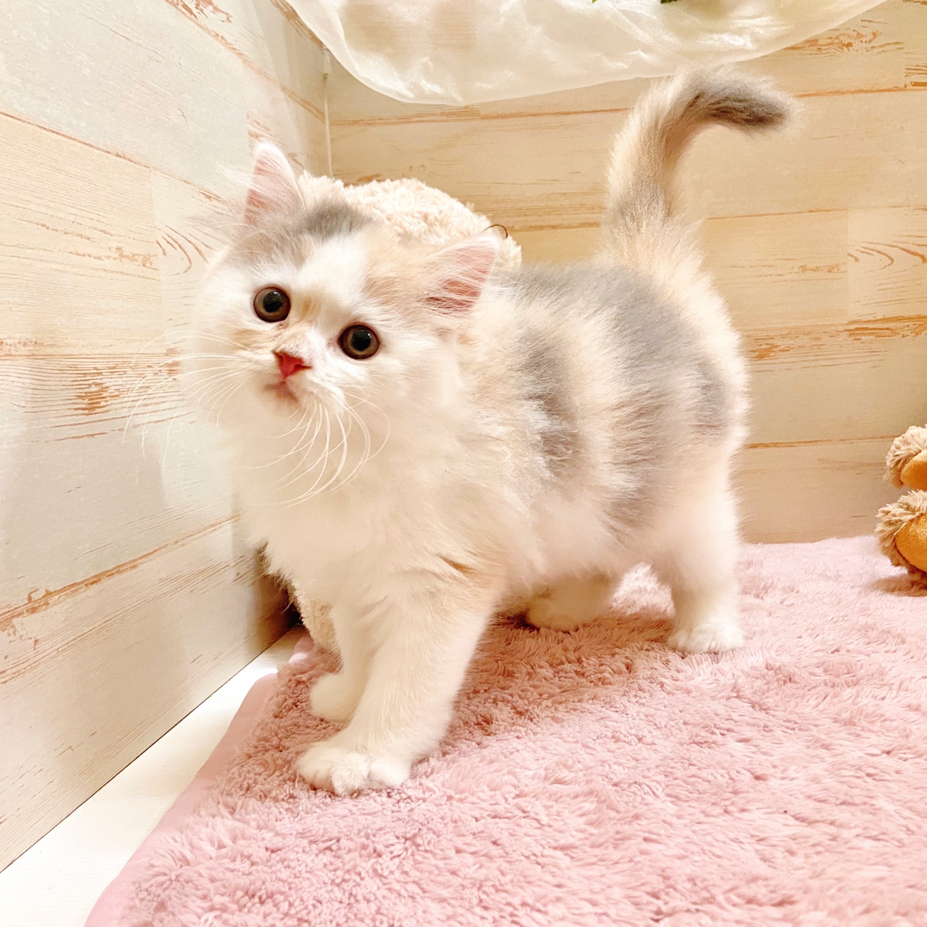 2025年8月31日生まれのスコティッシュストレートの7枚目の写真