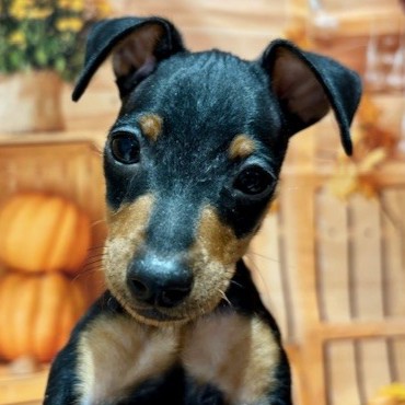 ミニチュアピンシャー男の子の写真