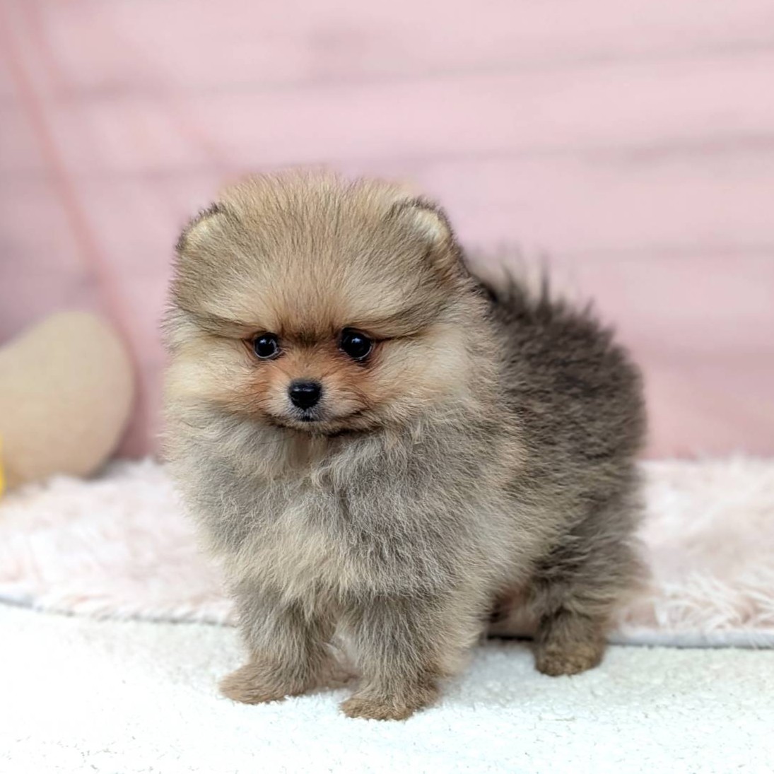 2025年8月30日生まれのポメラニアンの7枚目の写真