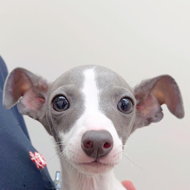 イタリアングレーハウンド男の子の写真