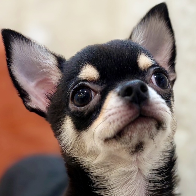 チワワ（スムース）男の子の写真