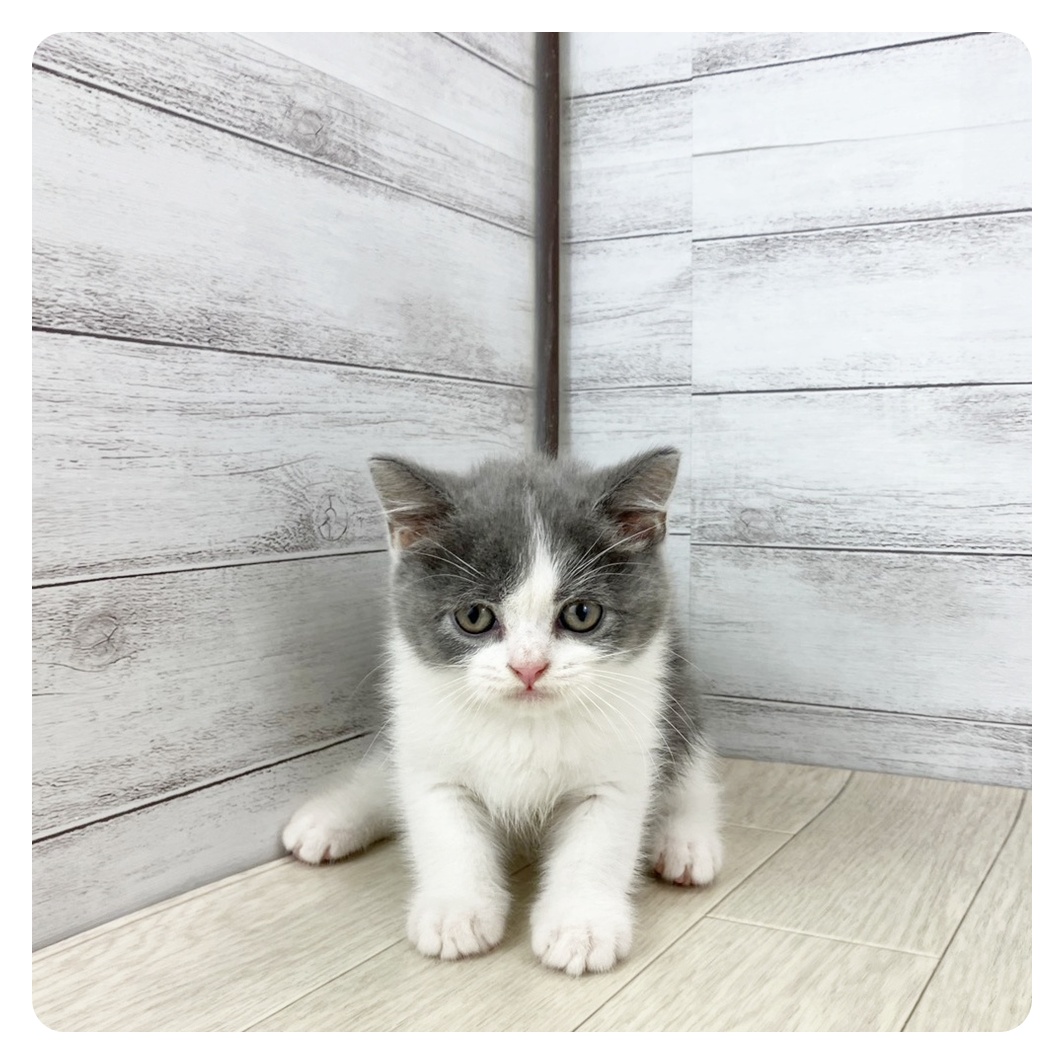 2025年8月29日生まれのブリティッシュショートヘアーの7枚目の写真