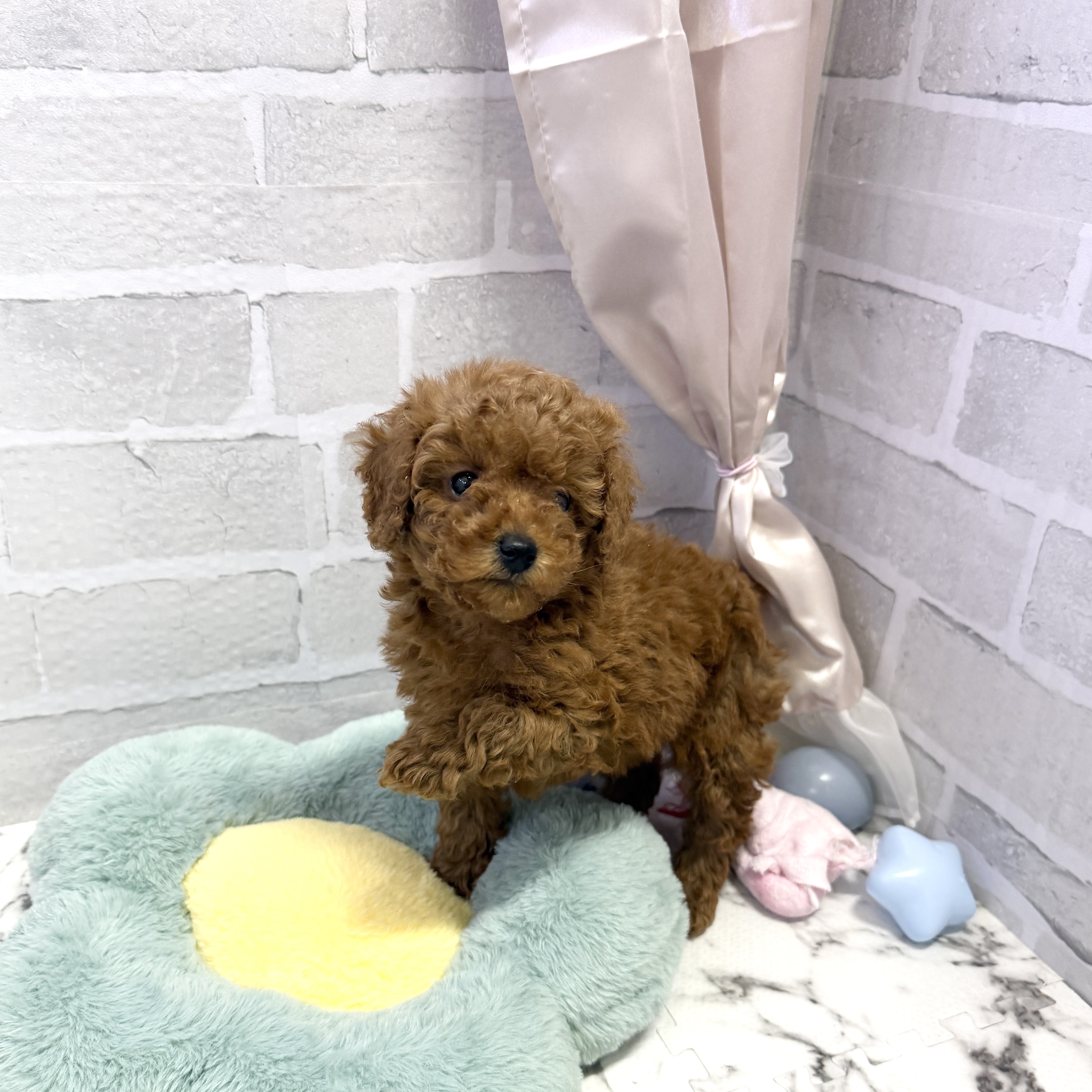 愛知県のトイプードル(トイ) (犬の家＆猫の里岡崎店/2025年9月2日生まれ/男の子/レッド)の子犬の1枚目の画像