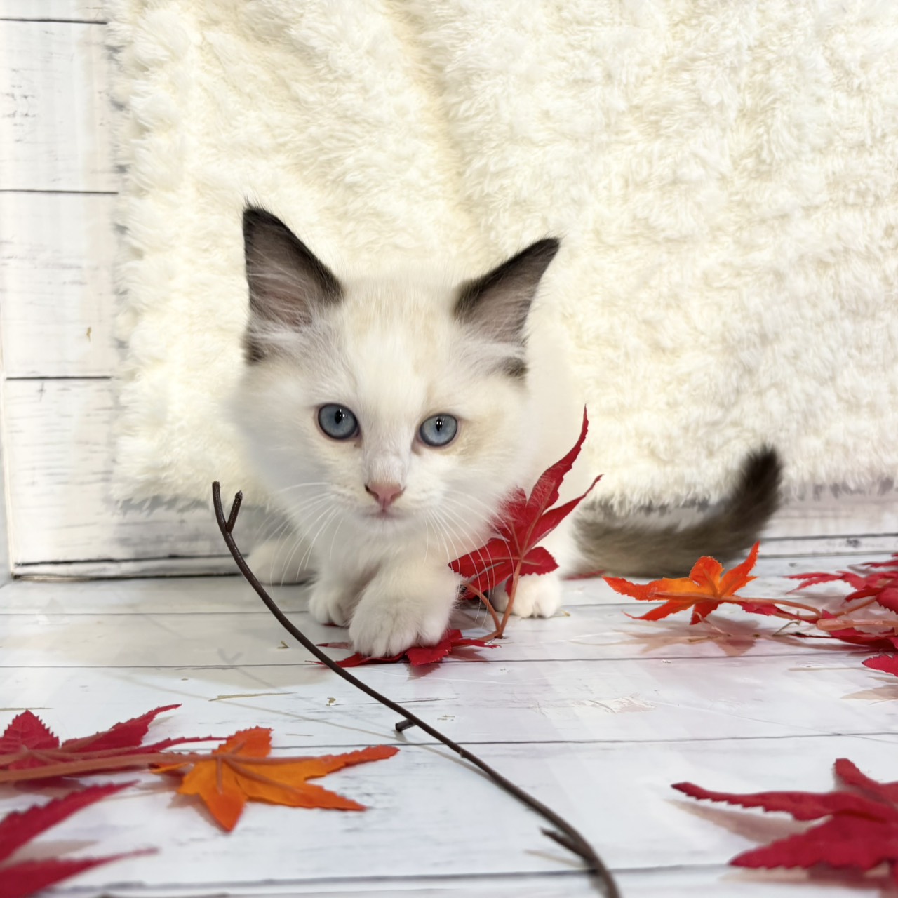 2025年9月1日生まれのラグドールの7枚目の写真