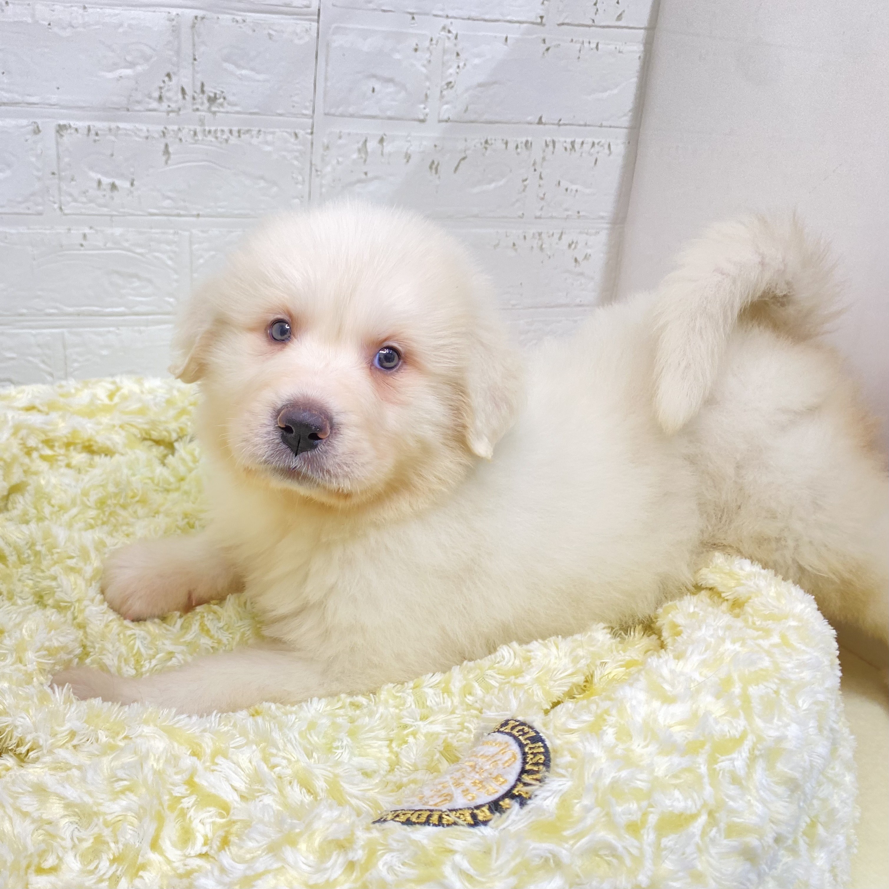 2025年9月2日生まれのグレートピレニーズの7枚目の写真