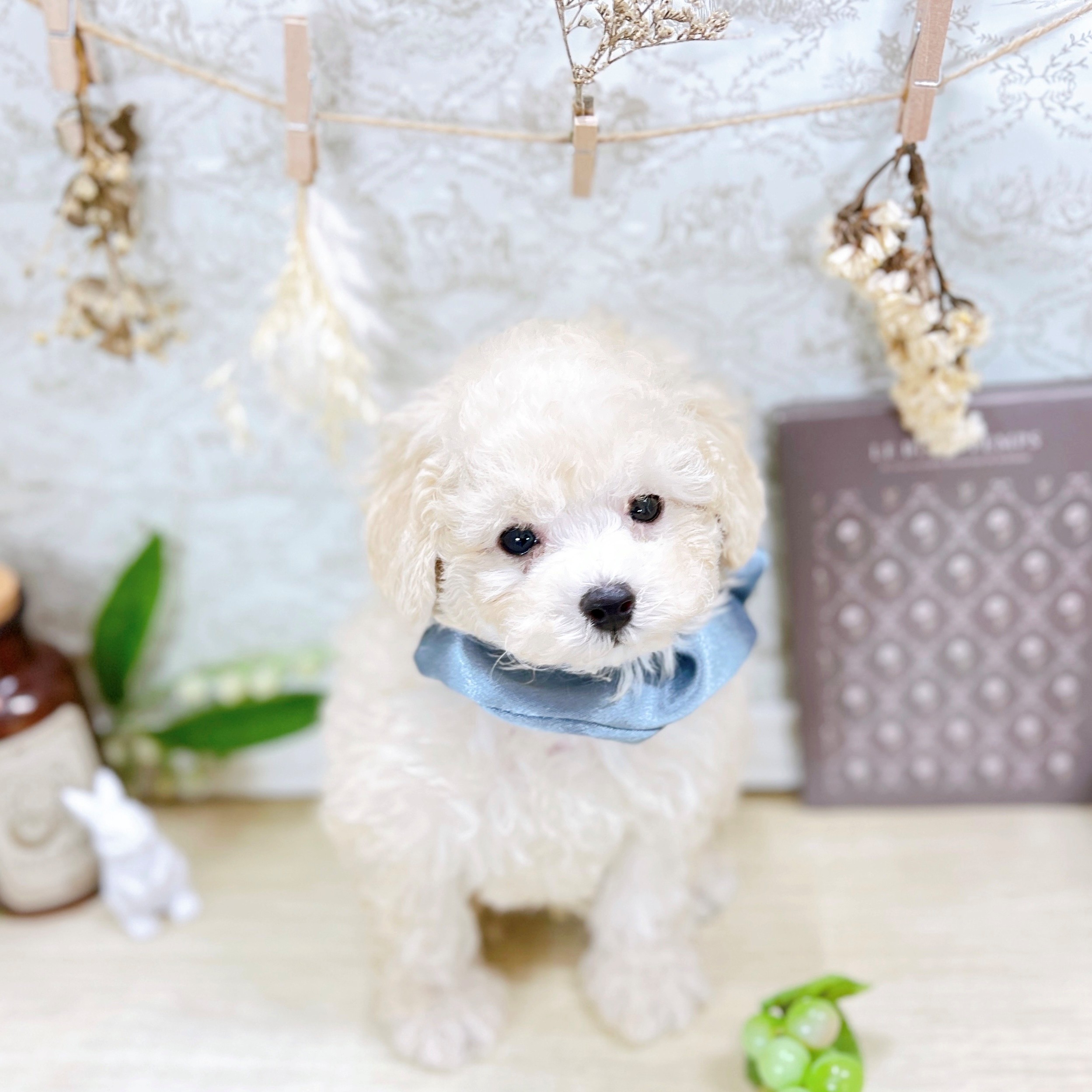 福井県のトイプードル(トイ) (犬の家&猫の里アミーゴ福井大和田店/2025年9月1日生まれ/男の子/ペールフォーン)の子犬の1枚目の画像