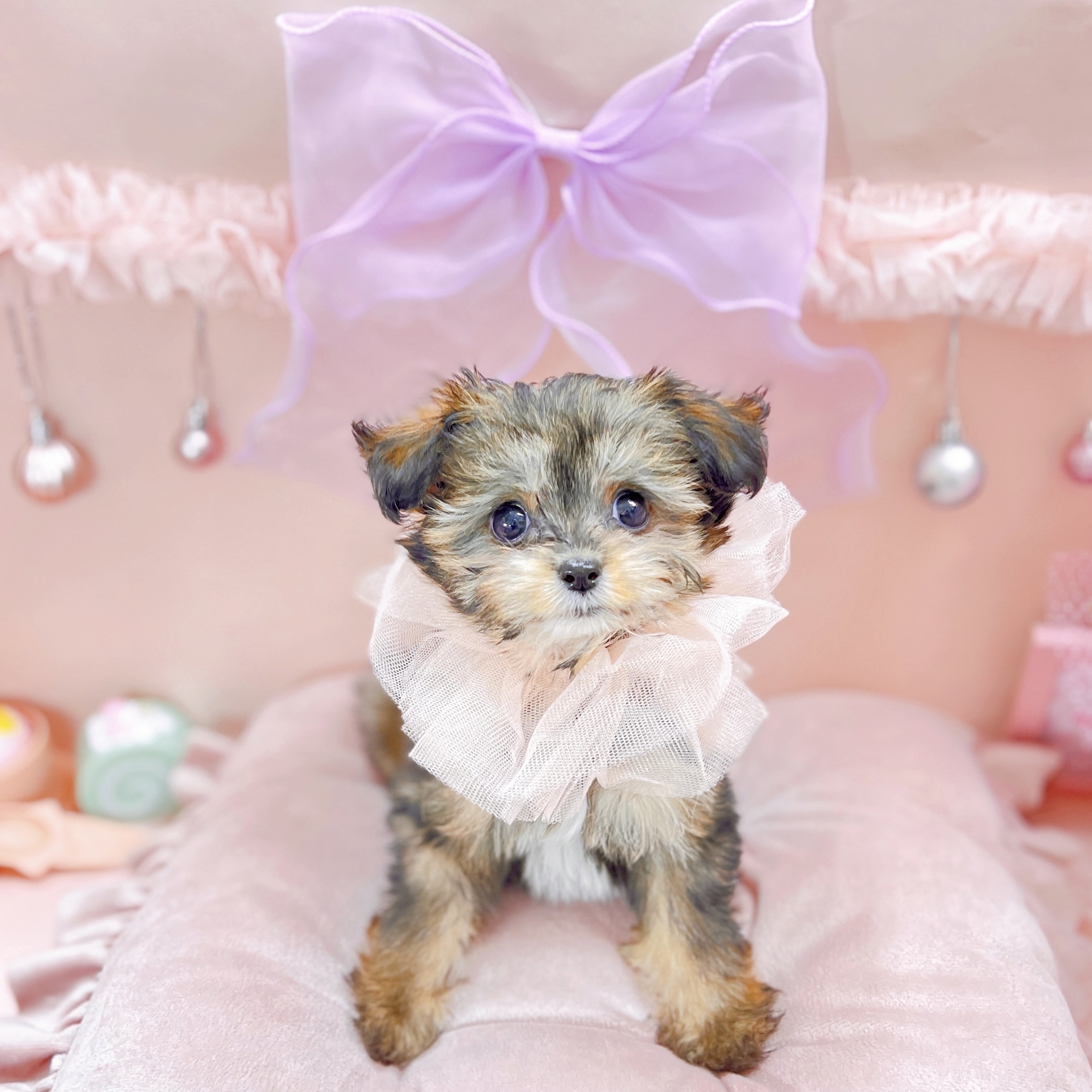 福井県のチワプー/プーチー(チワワ×プードル) (犬の家＆猫の里アミーゴ福井大和田店/2025年9月1日生まれ/女の子/フォーンホワイト)の子犬の1枚目の画像