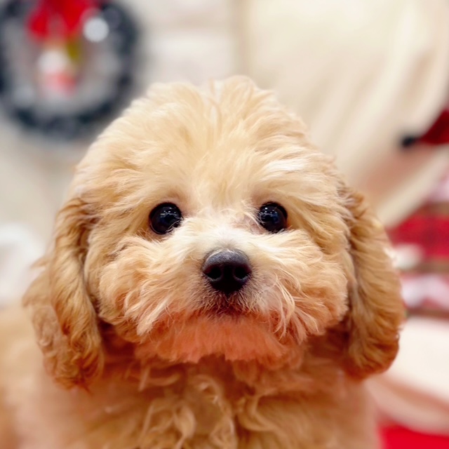 ハーフ犬男の子の写真
