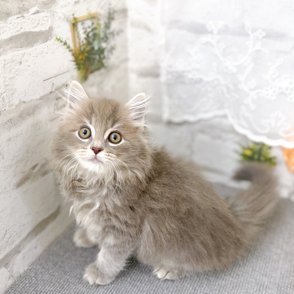 京都府のサイベリアン (犬の家＆猫の里京都樟葉店/2025年9月4日生まれ/男の子/ブルータビー)の子猫の1枚目の画像