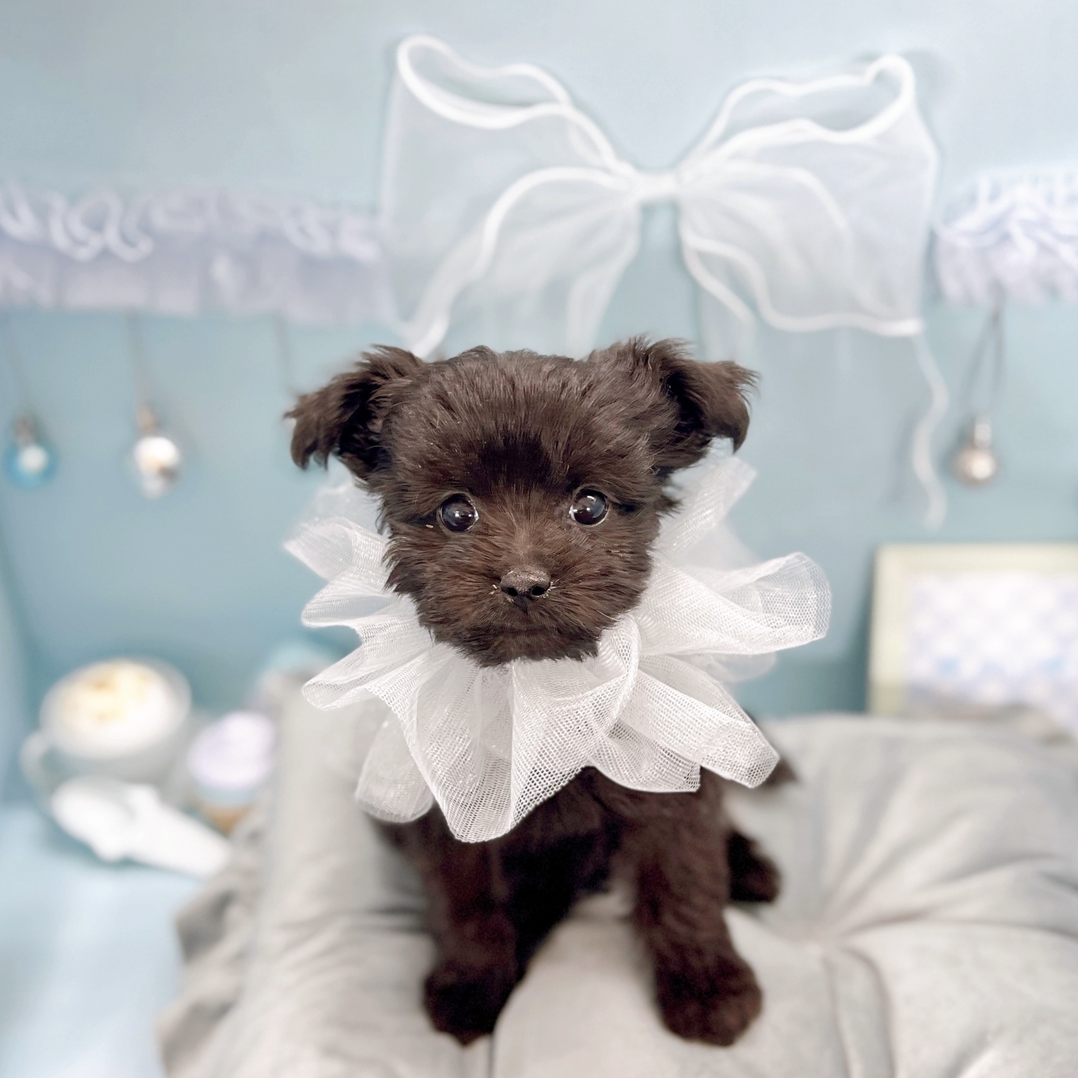 福井県のチワプー/プーチー(チワワ×プードル) (犬の家＆猫の里アミーゴ福井大和田店/2025年9月5日生まれ/男の子/ブラック)の子犬の1枚目の画像