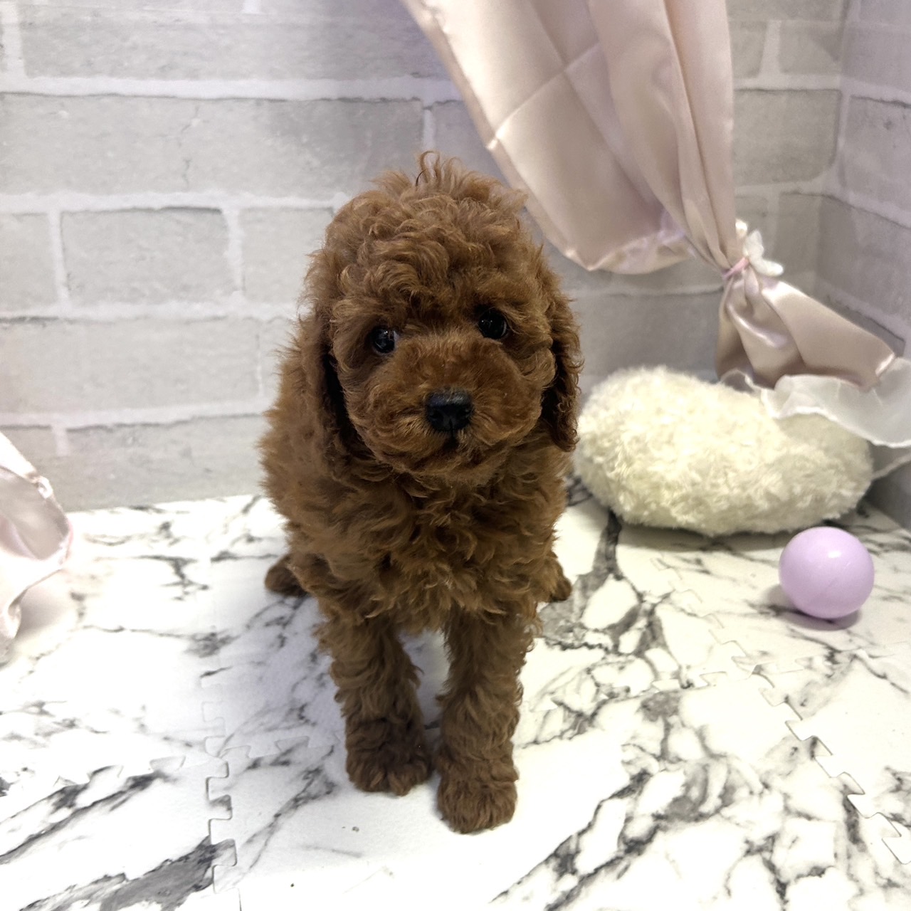 愛知県のトイプードル(トイ) (犬の家＆猫の里岡崎店/2025年9月7日生まれ/男の子/レッド)の子犬の1枚目の画像