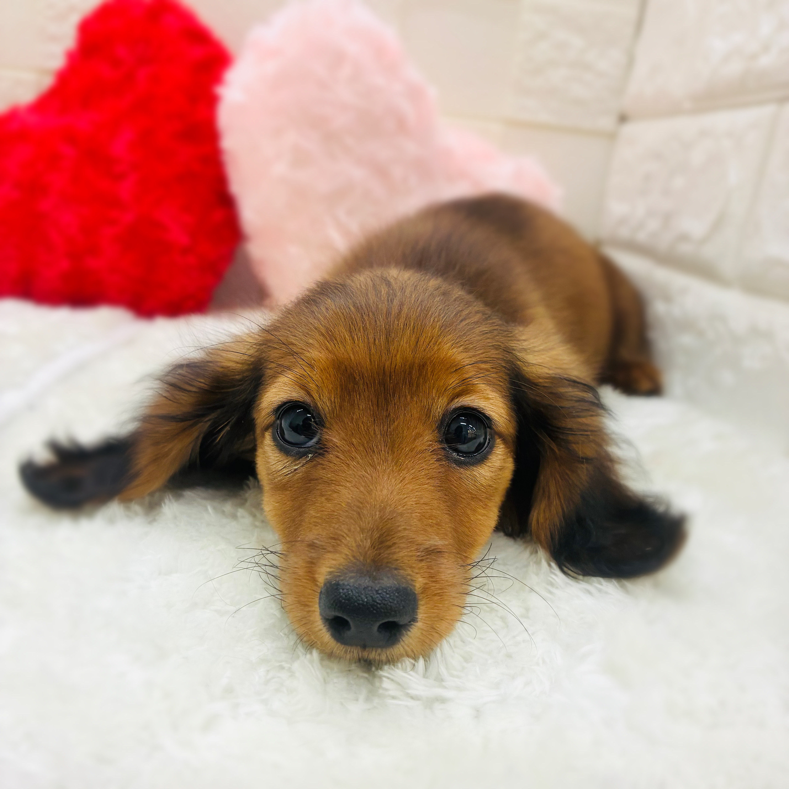 カニンヘンダックスフンド女の子の写真