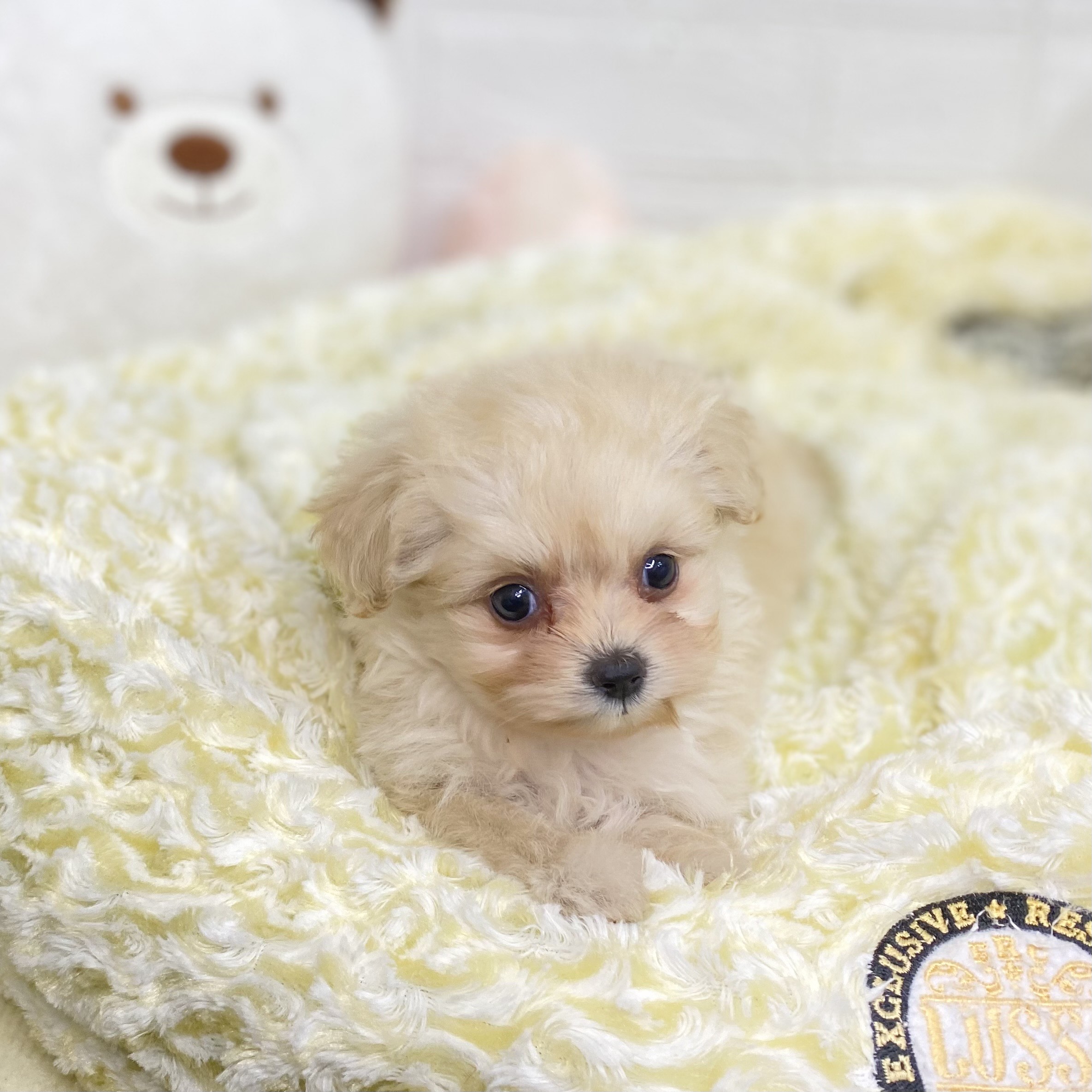 長野県のポメプー(ポメラニアン×プードル) (犬の家＆猫の里長野店/2025年9月7日生まれ/女の子/クリーム)の子犬の1枚目の画像