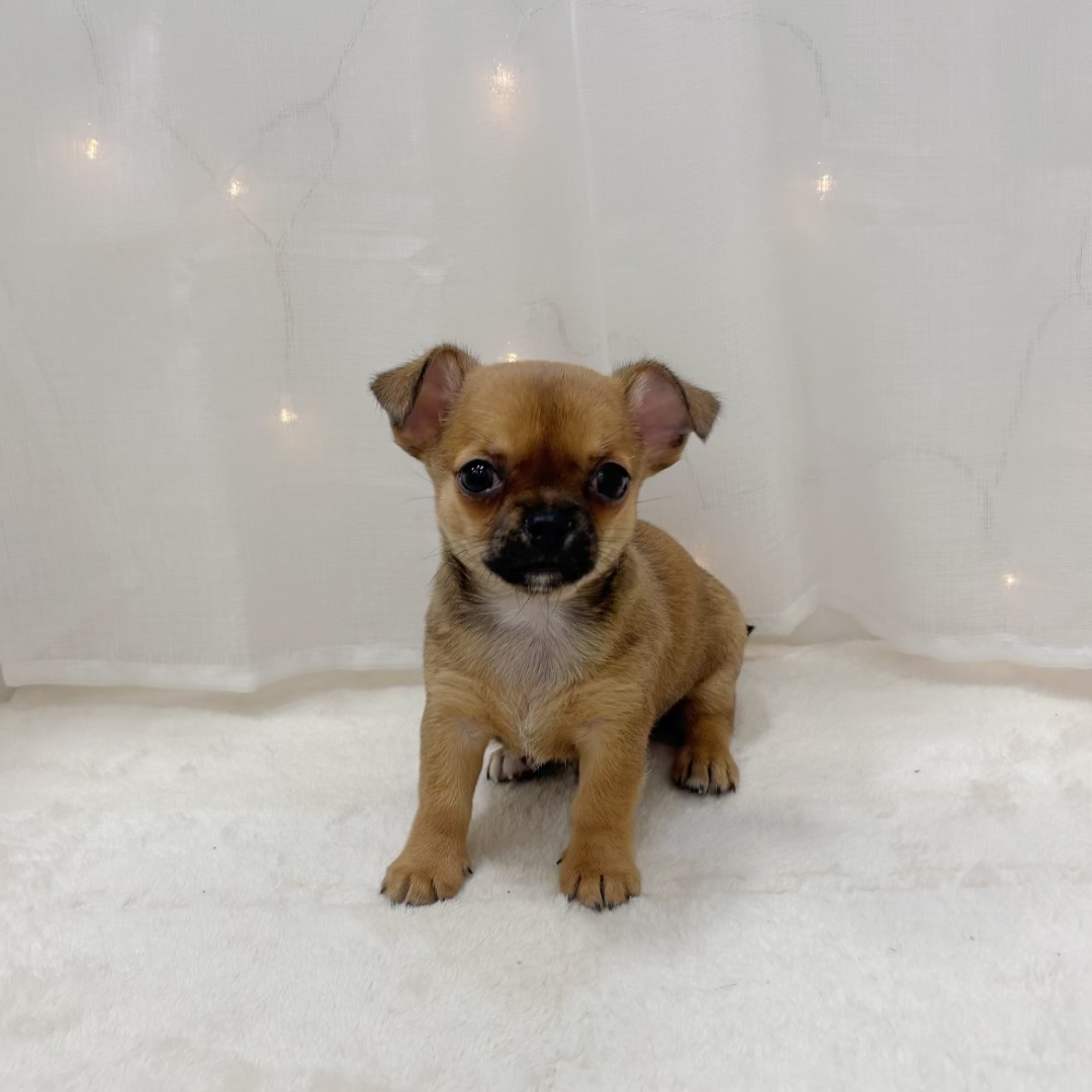 千葉県のチワワ(スムース) (犬の家＆猫の里BIGHOPガーデンモール印西店/2025年9月9日生まれ/女の子/レッド)の子犬の1枚目の画像