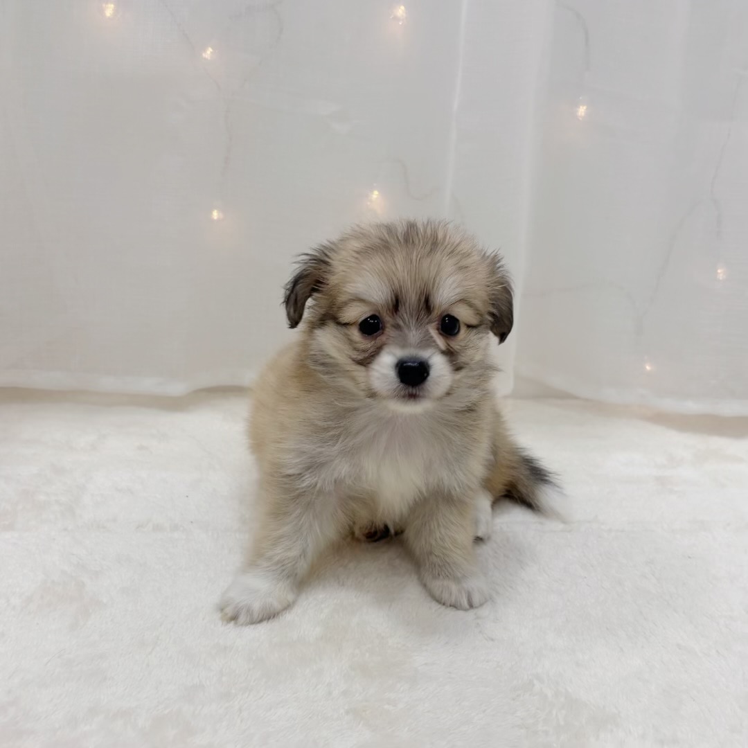 千葉県のポメックス(ポメラニアン×ダックス) (犬の家＆猫の里BIGHOPガーデンモール印西店/2025年9月8日生まれ/女の子/シェーデットイエロー)の子犬の1枚目の画像